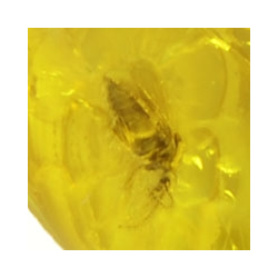 12.73ct Ambre Baltique avec cabochon d'insecte 27x15mm