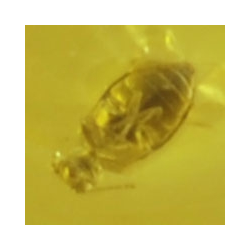 10.94ct Baltic Amber with insect cabochon 28x22mm