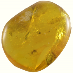 15.58ct Ambra Baltica con insetto cabochon 26x21mm