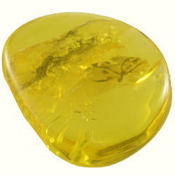 8.31ct Baltic Amber with insect cabochon 21x18mm