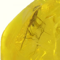 10.28ct Baltic amber with insect cabochon 22x15mm