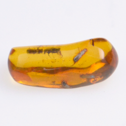 4.55ct Amber with insect cabochon 21.37x8.26mm