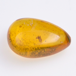 Ambre 11,33ct avec cabochon insecte 23,5x17,5mm