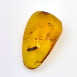 11,47 ct Ámbar con insecto cabujón 30 x 17 x 8 mm