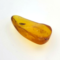 11,47 ct Ambra con insetto cabochon 30 x 17 x 8 mm