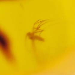 11,47 ct Amber with cabochon insect 30 x 17 x 8 mm