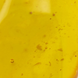 11,47 ct Amber with cabochon insect 30 x 17 x 8 mm