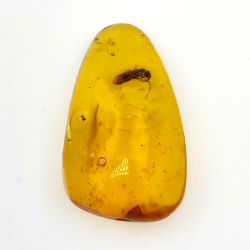 11,47 ct Bernstein mit Cabochon Insekt 30 x 17 x 8 mm