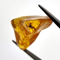 9,60 ct Ámbar con insecto cabujón 28 x 14 x 12 mm