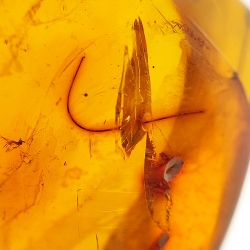 24.93 ct Amber with cabochon insect 29.7 x 20.3 x 16mm
