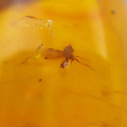 24.93 ct Amber with cabochon insect 29.7 x 20.3 x 16mm