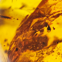 20 ct Amber with cabochon insect 25.38 x 20 x 14.86 mm