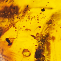 20 ct Ambre avec insecte cabochon 25,38 x 20 x 14,86 mm
