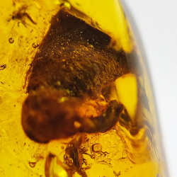 24,80 ct Amber with cabochon insect 36 x 20,61 x 9,72 mm