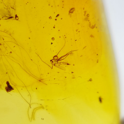 24,80 ct Amber with cabochon insect 36 x 20,61 x 9,72 mm