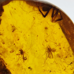 24,80 ct Ambre avec insecte cabochon 36 x 20,61 x 9,72 mm