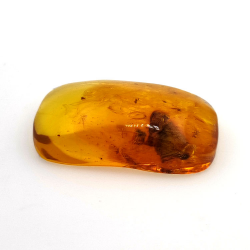 24,80 ct Ámbar con insecto cabujón 36 x 20,61 x 9,72 mm