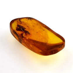 24,80 ct Ámbar con insecto cabujón 36 x 20,61 x 9,72 mm