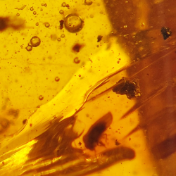 9,18 ct Amber with cabochon insect 25,08 x 15,96 x 7,22 mm