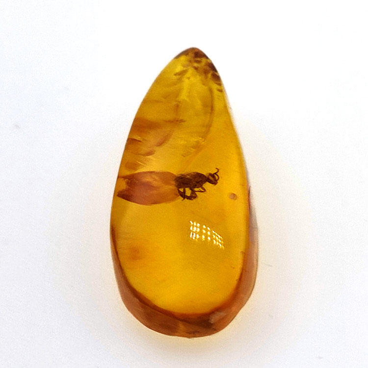 7,57 ct Ámbar con insecto cabujón 26,41 x 11,44 x 8,34 mm