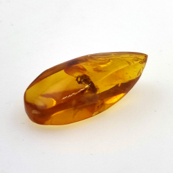 7,57 ct Ámbar con insecto cabujón 26,41 x 11,44 x 8,34 mm