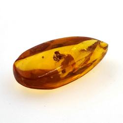 7,57 ct Ámbar con insecto cabujón 26,41 x 11,44 x 8,34 mm