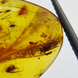 9,26 ct Amber with cabochon insect 24,29 x 18,82 x 7,86 mm