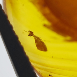 9,26 ct Ambre avec insecte cabochon 24,29 x 18,82 x 7,86 mm