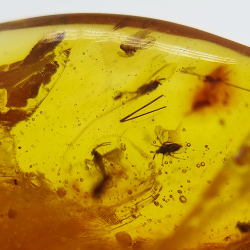 9,26 ct Ambre avec insecte cabochon 24,29 x 18,82 x 7,86 mm