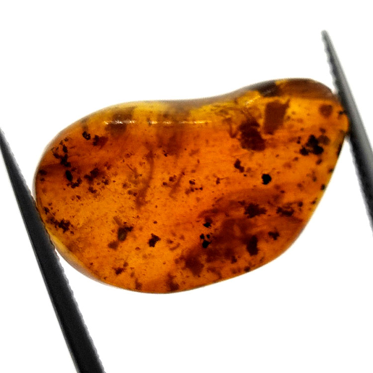6,22 ct Ámbar con insecto cabujón 22,63 x 14,74 x 6,06 mm