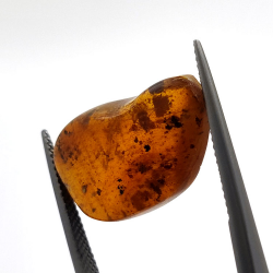 6,22 ct Ámbar con insecto cabujón 22,63 x 14,74 x 6,06 mm