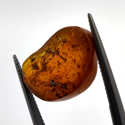 6,22 ct Ámbar con insecto cabujón 22,63 x 14,74 x 6,06 mm