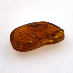 6,22 ct Bernstein mit Cabochon Insekt 22,63 x 14,74 x 6,06 mm