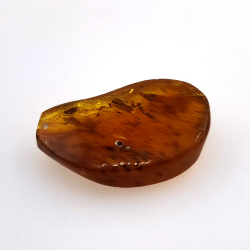 6,22 ct Ámbar con insecto cabujón 22,63 x 14,74 x 6,06 mm