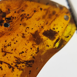 6,22 ct Amber with cabochon insect 22,63 x 14,74 x 6,06 mm