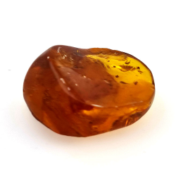 15,96 ct Ámbar con insecto cabujón 25,70 x 20,26 x 9,77 mm