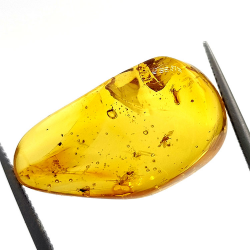 9,75 ct Ámbar con insecto cabujón 24,47 x 13,19 x 9,71 mm