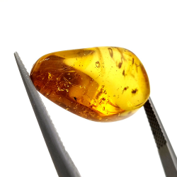 9,75 ct Ambre avec insecte cabochon 24,47 x 13,19 x 9,71 mm