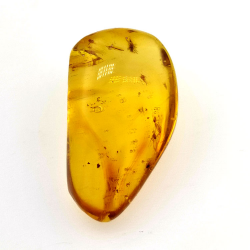9,75 ct Amber with cabochon insect 24,47 x 13,19 x 9,71 mm