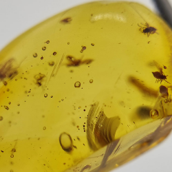 9,75 ct Amber with cabochon insect 24,47 x 13,19 x 9,71 mm