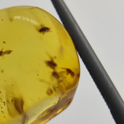 9,75 ct Ambra con insetto cabochon 24,47 x 13,19 x 9,71 mm