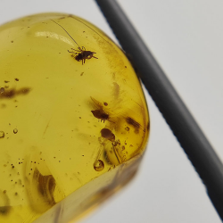 9,75 ct Amber with cabochon insect 24,47 x 13,19 x 9,71 mm