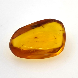 6,25 ct Ámbar con insecto cabujón 20,00 x 13,42 x 7,40 mm