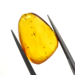 6,25 ct Ámbar con insecto cabujón 20,00 x 13,42 x 7,40 mm