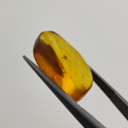 6,25 ct Ambre avec insecte cabochon 20,00 x 13,42 x 7,40 mm