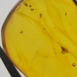 6,25 ct Amber with cabochon insect 20,00 x 13,42 x 7,40 mm
