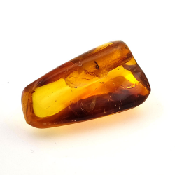 31,36 ct Ambre avec insecte cabochon 41,14 x 25,96 x 18,42 mm