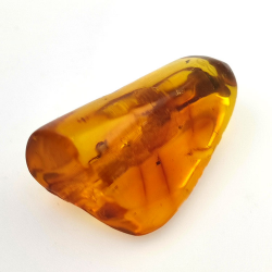 31,36 ct Ámbar con insecto cabujón 41,14 x 25,96 x 18,42 mm