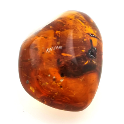 45,88 ct Ambre avec insecte cabochon 33,57 x 23,51 x 20 mm