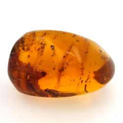45,88 ct Ambre avec insecte cabochon 33,57 x 23,51 x 20 mm